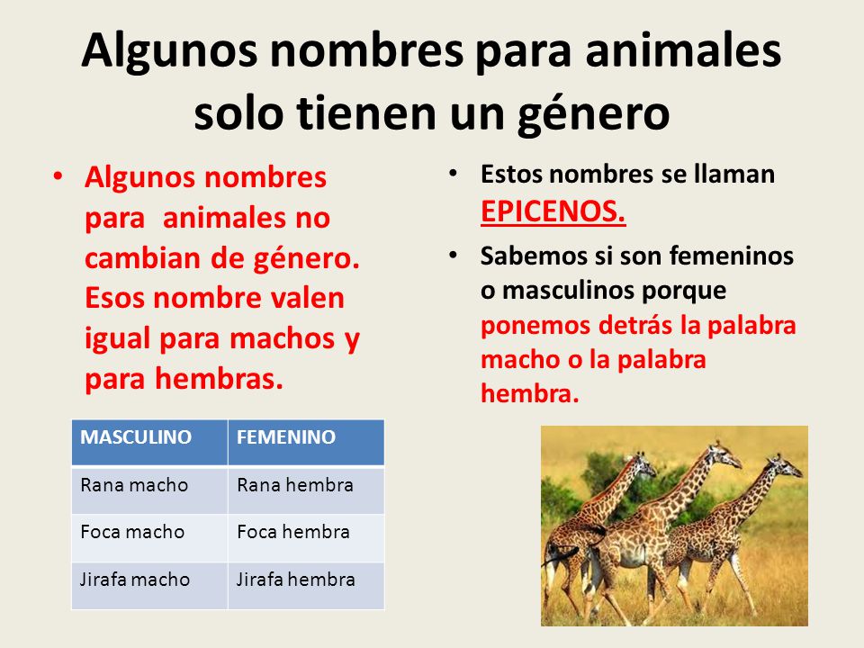 woorden als persona, pareja, víctima… | Con mucho gusto