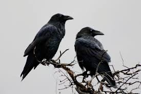 Spaans-leren-Spaanse-gezegden-leren-spaanse-spreekwoorden-online-Spaans leren